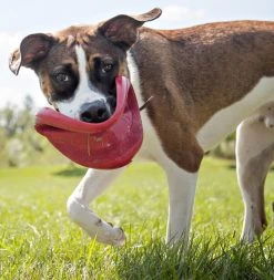 Kong Classic Flyer -Huisdier Korting Winkel 0035585129082 met hond 3