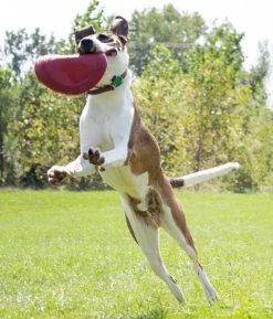 Kong Classic Flyer -Huisdier Korting Winkel 0035585129082 met hond 4