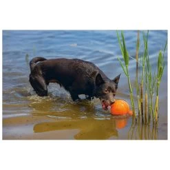 Beeztees Apportino Bal -Huisdier Korting Winkel 0625880 3