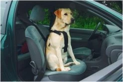 Beeztees Wandel- En Autotuig -Huisdier Korting Winkel 6331