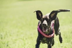 Hurtta Harnas Padded Cherry -Huisdier Korting Winkel 6410329318979 tm 79 b