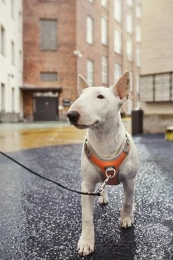 Hurtta Harnas Venture No-Pull Buckthorn -Huisdier Korting Winkel 6410329340604 met hond 2