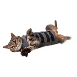 Thundershirt Kat