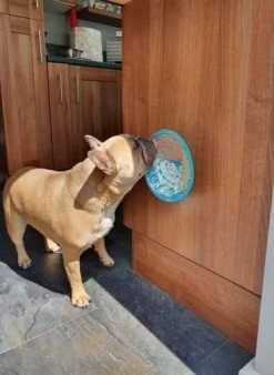 Lickimat Splash Turquoise 19 Cm -Huisdier Korting Winkel Lickimat 3