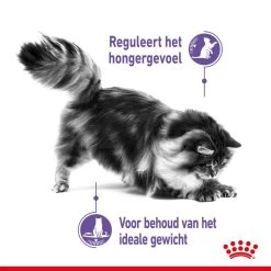 Royal Canin Kattenvoer Appetite Control Care 3,5 Kg -Huisdier Korting Winkel royal canin appetite control care gesteriliseerd volwassen kat bedelgedrag hero usp