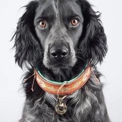 Dog With A Mission Halsband Tiger Lily -Huisdier Korting Winkel tigerlily 4cm halsband2